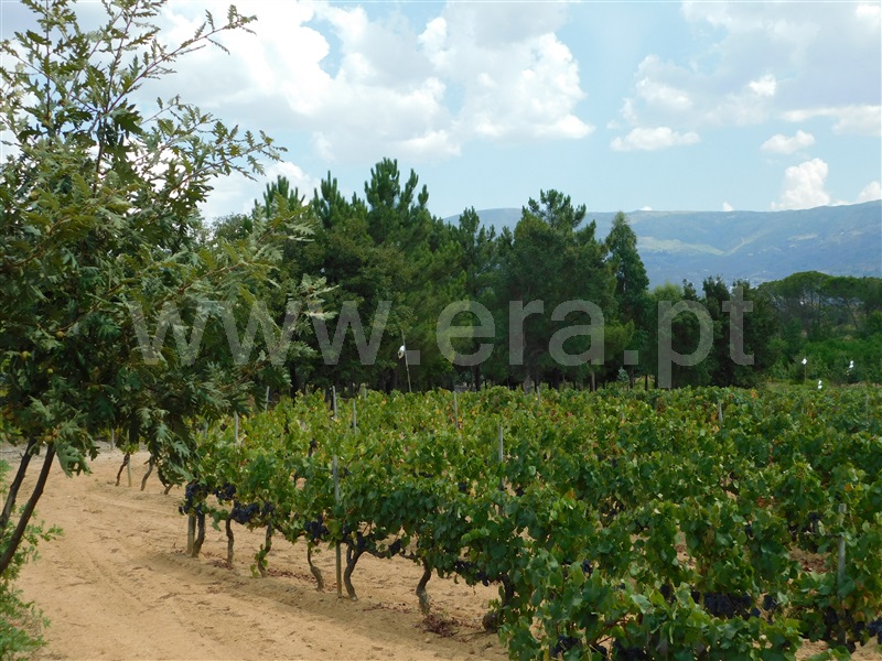 Quinta  Seia, Santa Comba - 1270994 - 6
