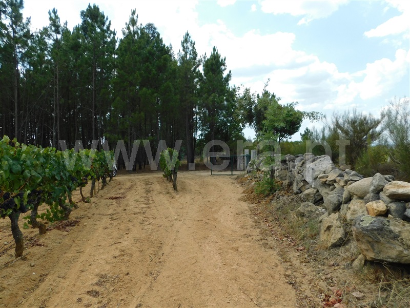 Quinta  Seia, Santa Comba - 1270994 - 8
