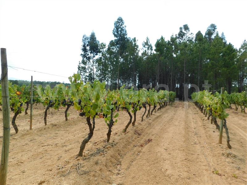 Quinta  Seia, Santa Comba - 1270994 - 9
