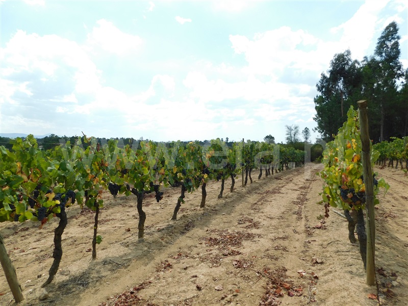 Quinta  Seia, Santa Comba - 1270994 - 10