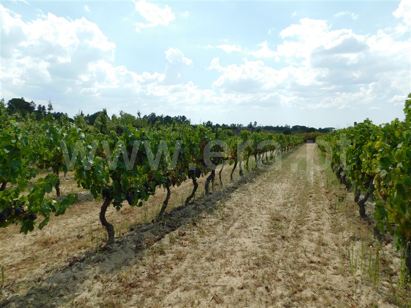 Quinta  Seia, Santa Comba - 1270994 - 12