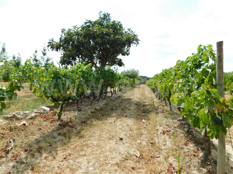 Quinta  Seia, Santa Comba - 1270994 - 13