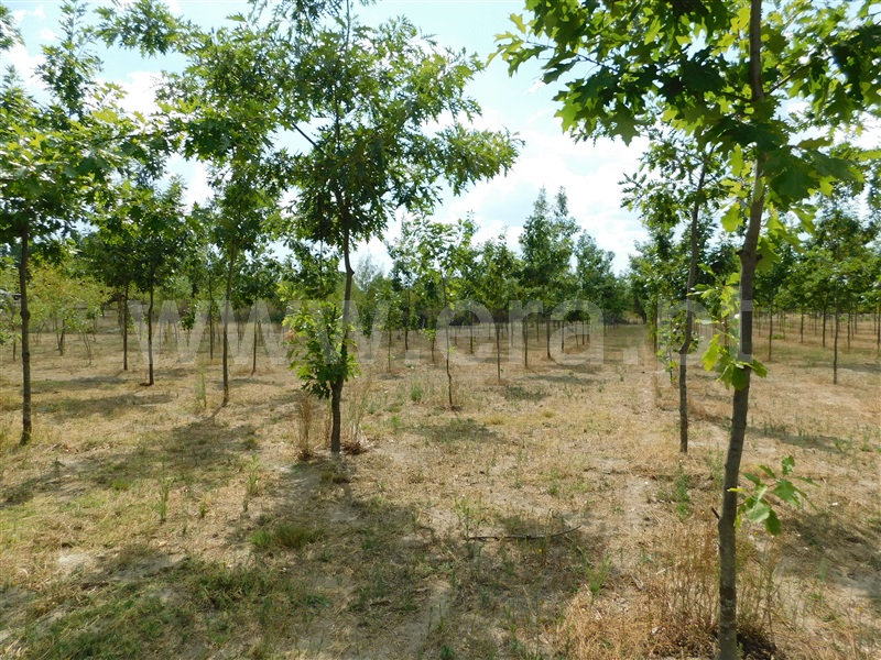 Quinta  Seia, Santa Comba - 1270994 - 16