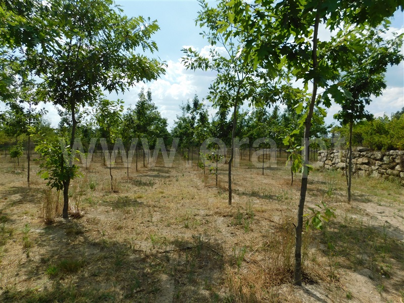 Quinta  Seia, Santa Comba - 1270994 - 17