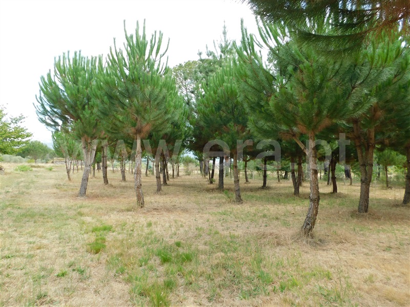 Quinta  Seia, Santa Comba - 1270994 - 18
