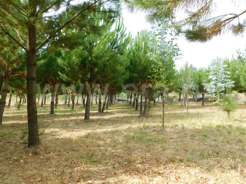 Quinta  Seia, Santa Comba - 1270994 - 19