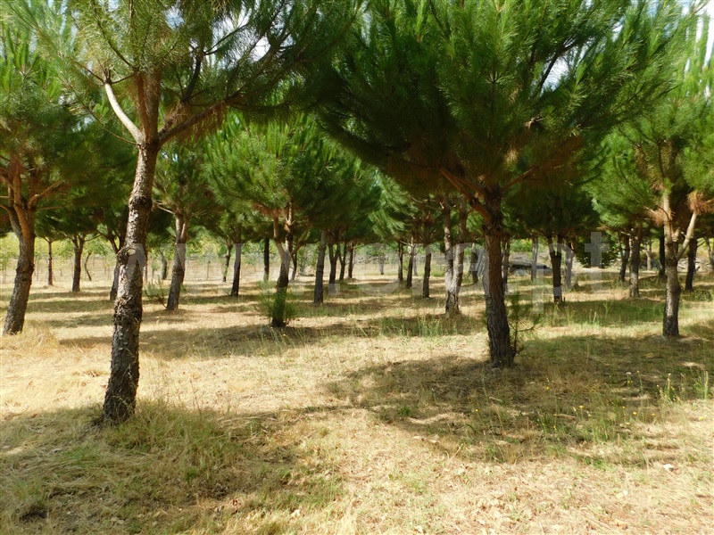 Quinta  Seia, Santa Comba - 1270994 - 20