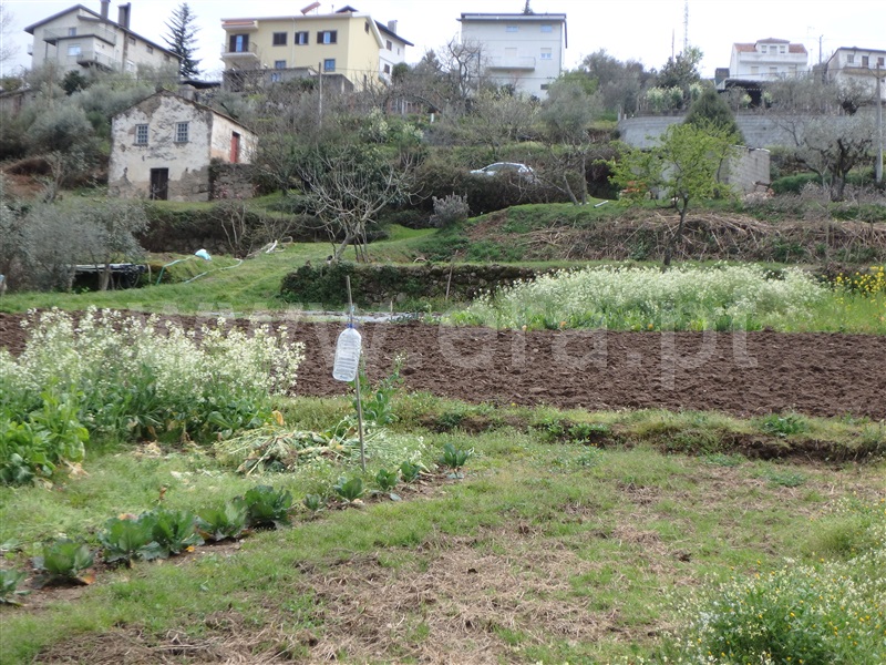 Quinta  Seia, São Romão - 1239153 - 25