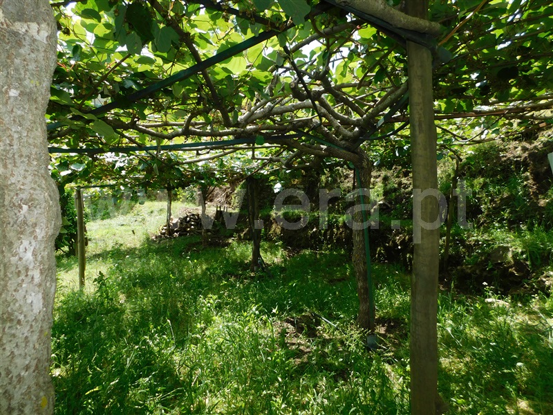 Quinta  Seia, Sazes da Beira - 1334097 - 27