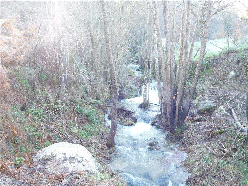 Quinta  Seia, Seia - 1058176 - 3