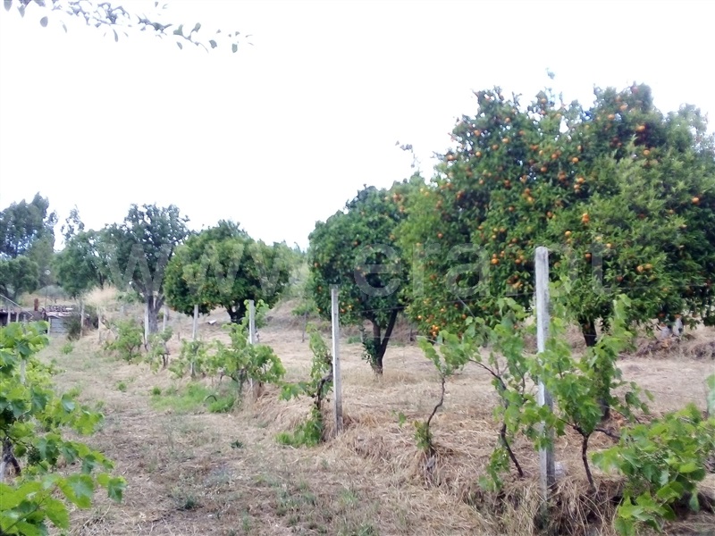 Terreno  Sertã, Sertã - 1258515 - 11