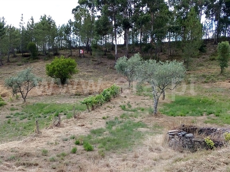 Terreno  Sertã, Sertã - 1258515 - 19