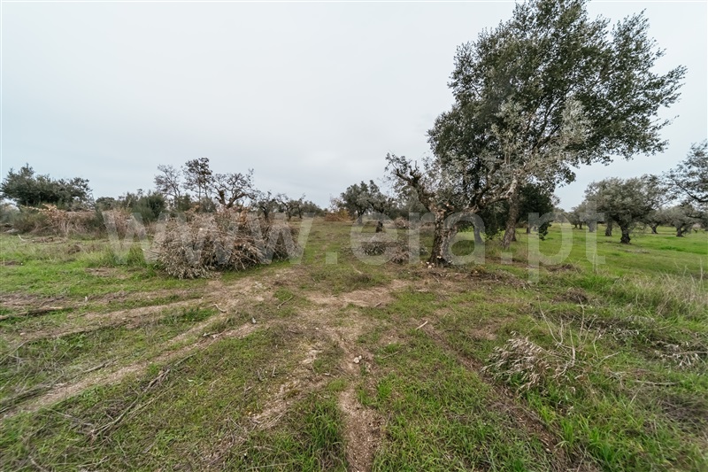 Quinta  Fundão, Alpedrinha - 1447684 - 17
