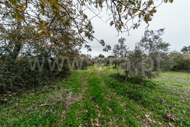 Quinta  Fundão, Alpedrinha - 1447684 - 23