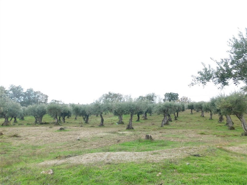 Quinta  Fundão, Orca - 964504 - 2
