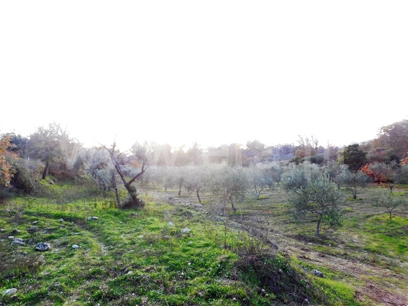 Quinta  Fundão, Orca - 964504 - 6