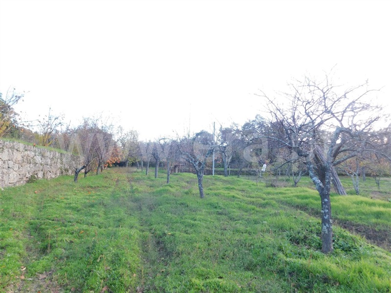 Quinta  Fundão, Orca - 964504 - 8