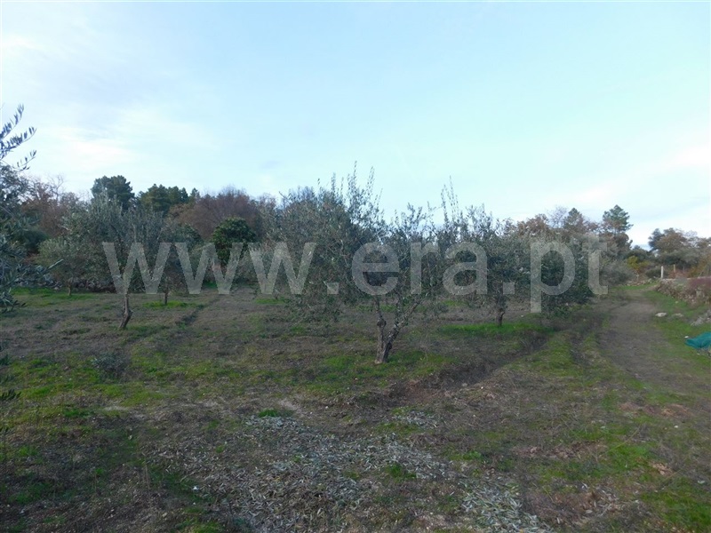 Quinta  Fundão, Orca - 964504 - 9