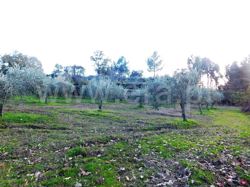 Quinta  Fundão, Orca - 964504 - 15