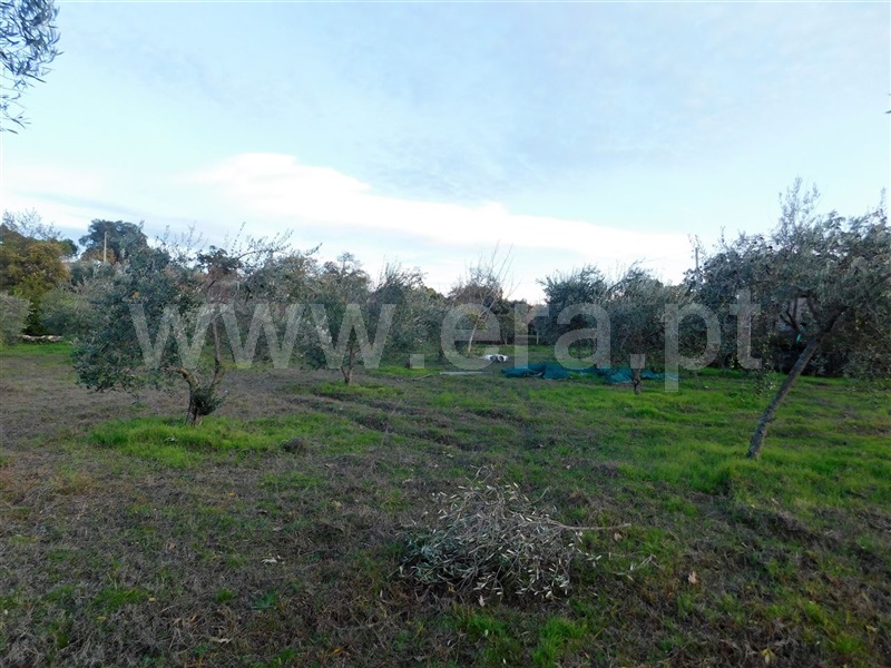 Quinta  Fundão, Orca - 964504 - 16