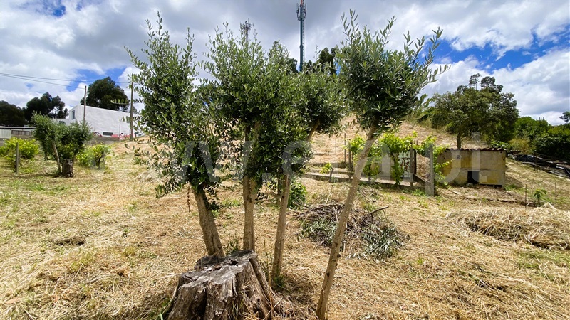Quinta T1 Odemira, Relíquias - 1195665 - 48