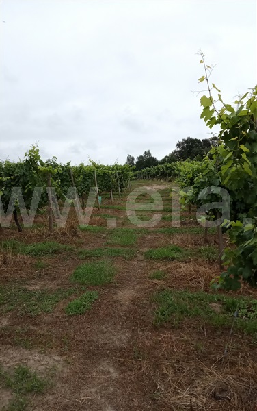 Quinta T10 Amares, Rendufe - 1429490 - 27