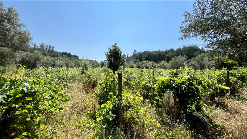 Quinta T3 Gouveia, Melo e Nabais - 1481821 - 50