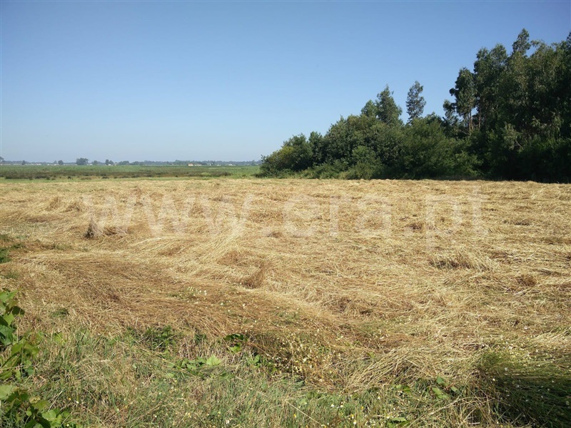 Quinta T2 Ovar, Válega - 1300120 - 27