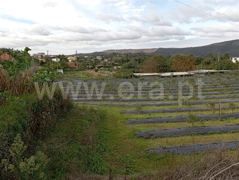 Quinta T2 com Agrícola Sever do Vouga - 1276535 - 7