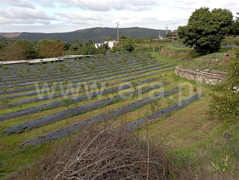 Quinta T2 com Agrícola Sever do Vouga - 1276535 - 8