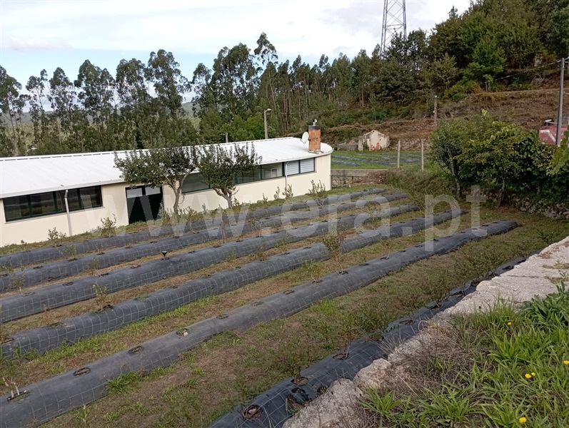 Quinta T2 com Agrícola Sever do Vouga - 1276535 - 22