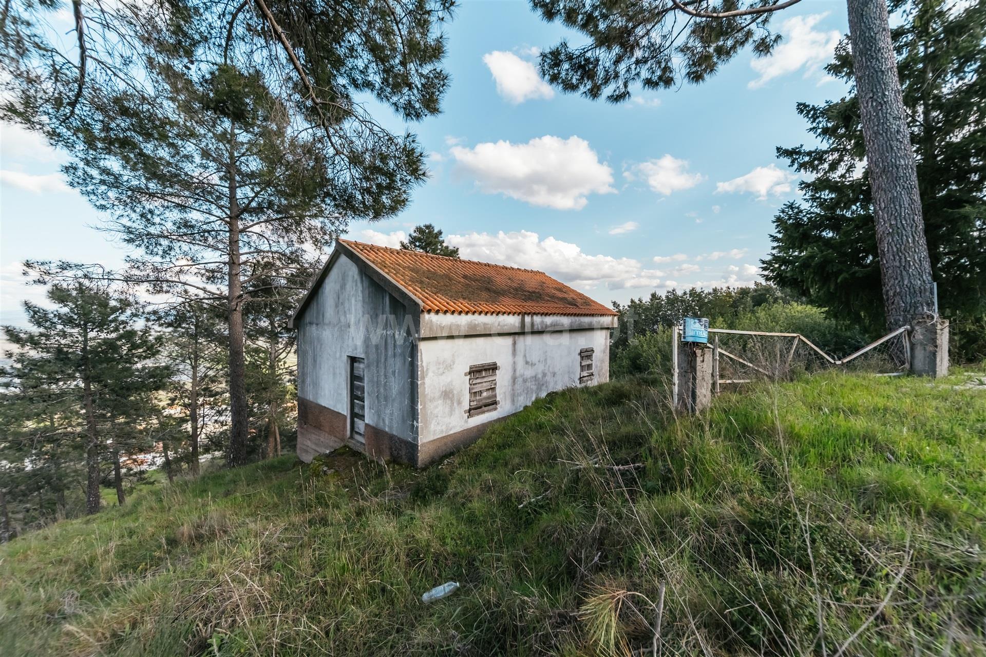 Quinta 