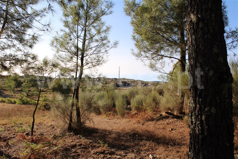 Quintinha T3 Fornos de Algodres, Algodres - 1480580 - 19