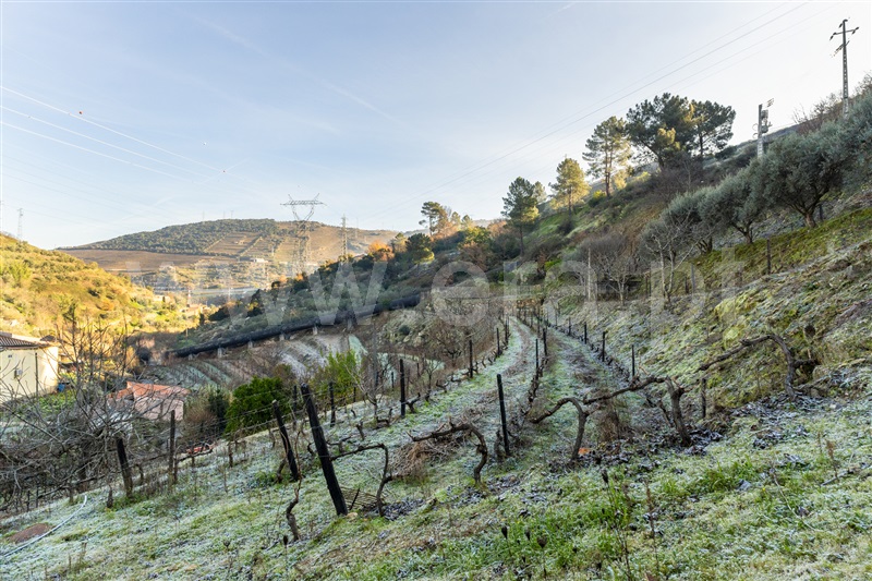 Quinta T3 Lamego, Sande - 1449321 - 25
