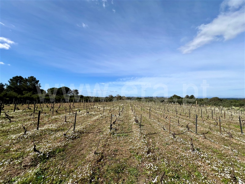 Quinta T3 Seia, Santa Comba - 1385843 - 52