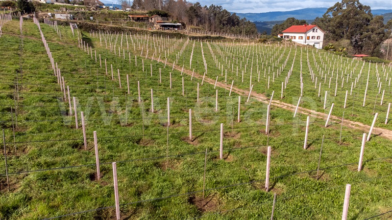 Quinta T4 com Grande Melgaço, Chaviães e Paços - 1384844 - 44