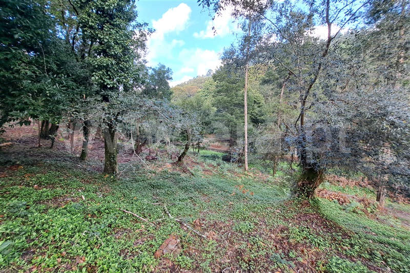 Quinta T4 Viana do Castelo, Viana do Castelo - 1439982 - 7