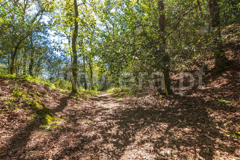 Quinta T5 Paredes de Coura, Vascões - 1390052 - 60