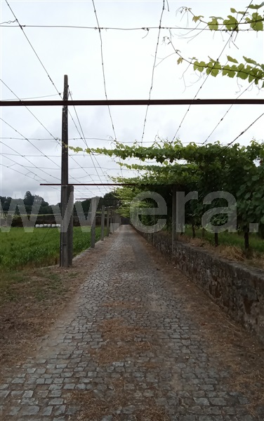 Quinta T5 Amares, Rendufe - 1429520 - 17