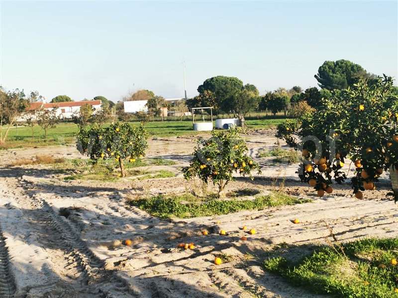 Herdade T7 Grândola, Grândola e Santa Margarida da Serra - 1397969 - 41