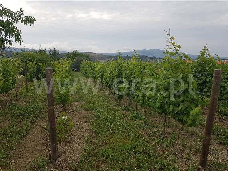 Quinta T8 Santa Marta de Penaguião, Cumieira - 1095495 - 7