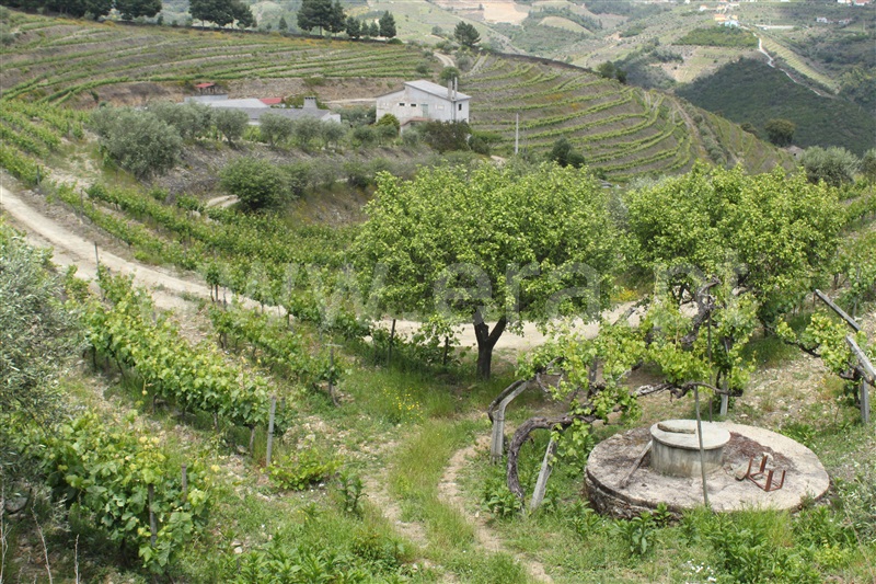 Quinta T5 Peso da Régua, Poiares e Canelas - 1407815 - 3