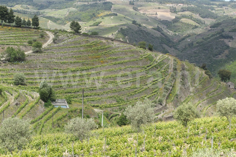Quinta T5 Peso da Régua, Poiares e Canelas - 1407815 - 6