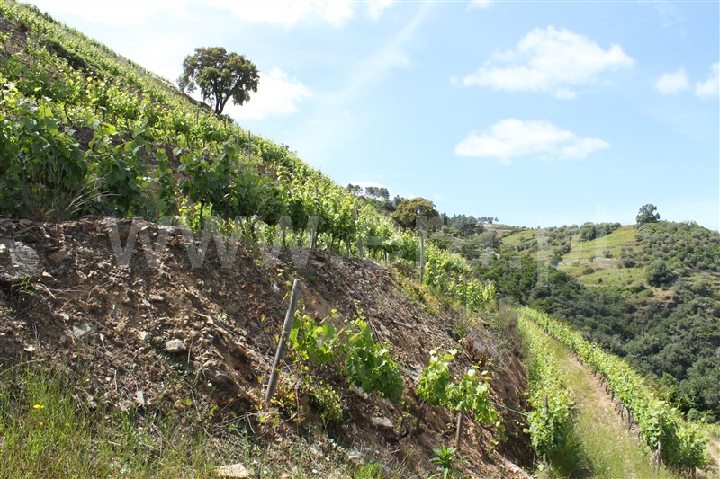 Quinta T5 Peso da Régua, Poiares e Canelas - 1407815 - 13