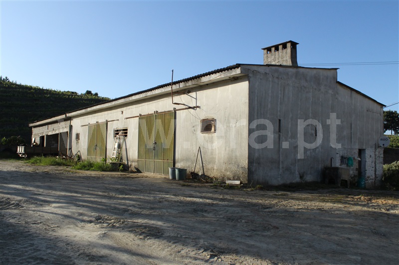 Quinta T5 Peso da Régua, Poiares e Canelas - 1407815 - 17