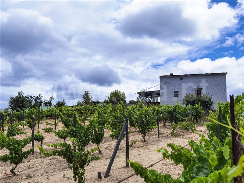 Quinta  Tábua, Candosa - 1238780 - 13