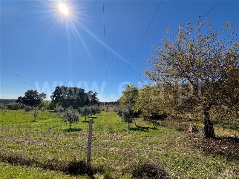 Terreno  Tábua, Espariz e Sinde - 1474321 - 12