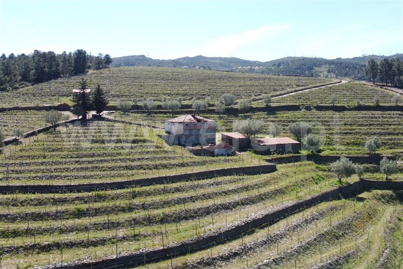 Quinta / Tabuaço, Douro