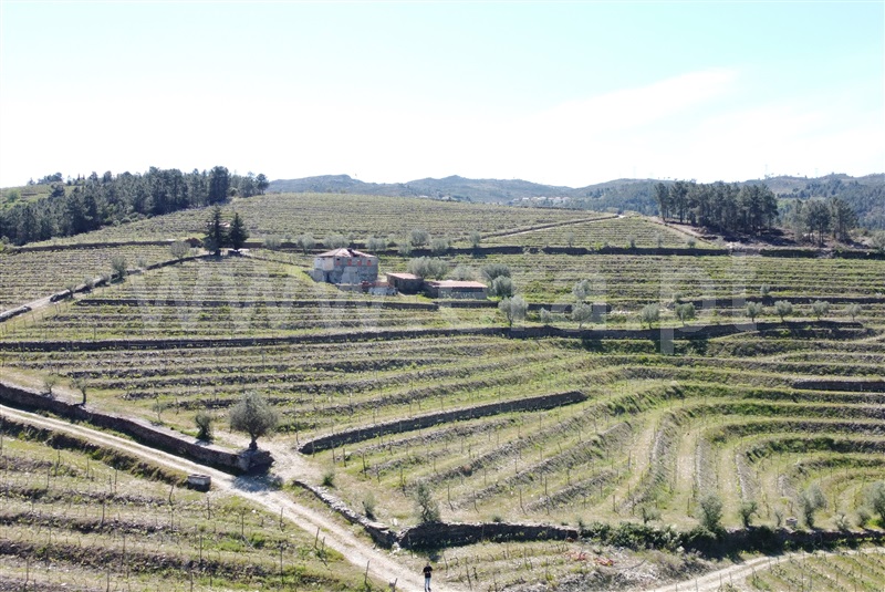 Quinta  Tabuaço, Barcos e Santa Leocádia - 1512167 - 16