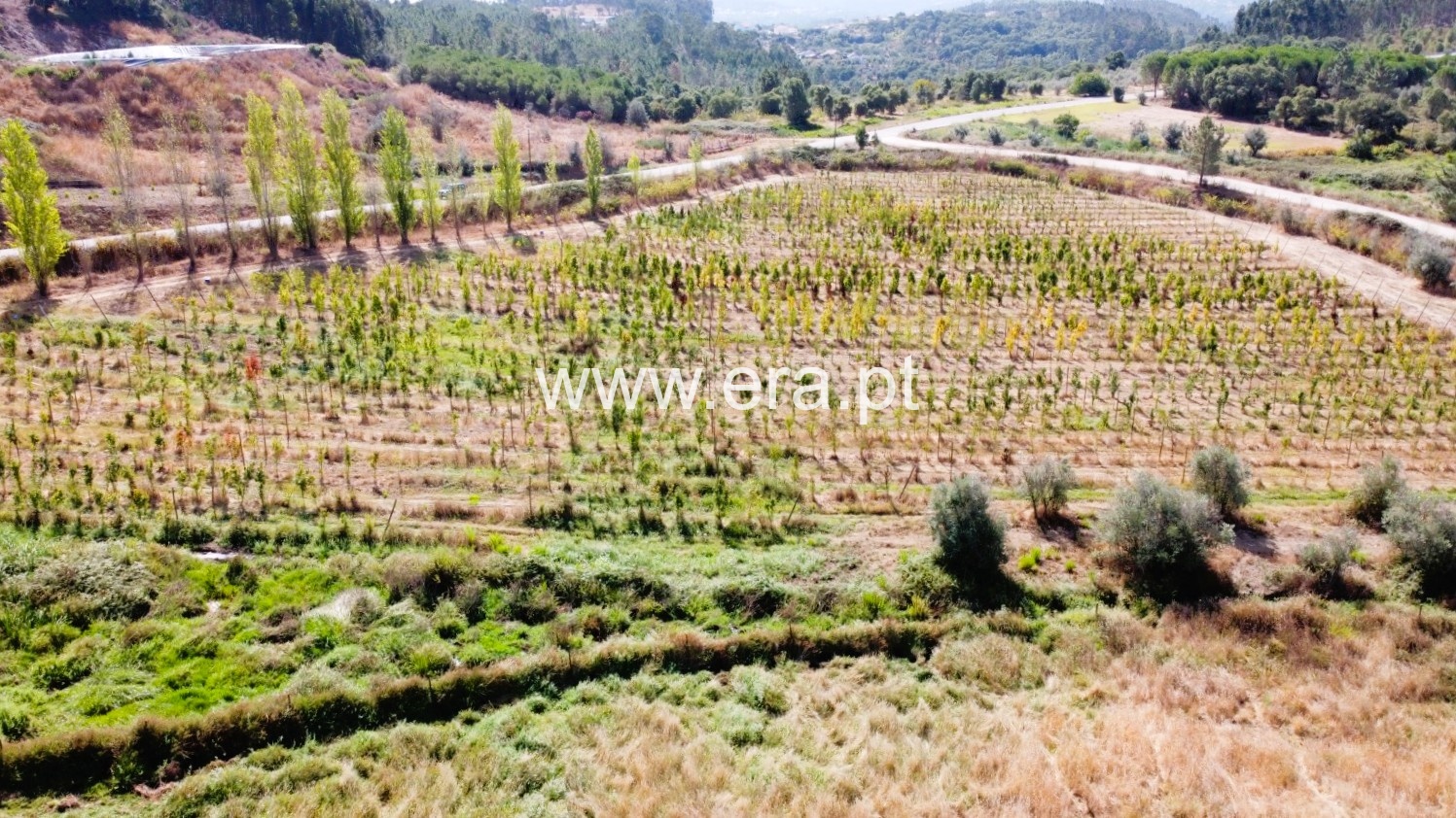 Quinta / Tomar, Serra e Junceira